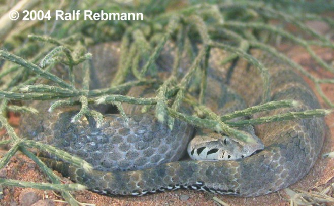 Acanthophis antarcticus Bild05